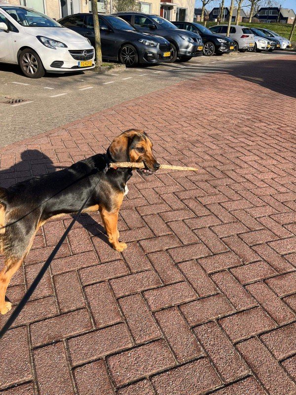 Koos