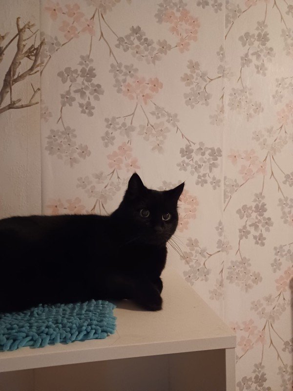 *SPOED* Toby