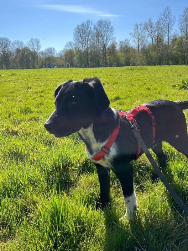 Mowgli