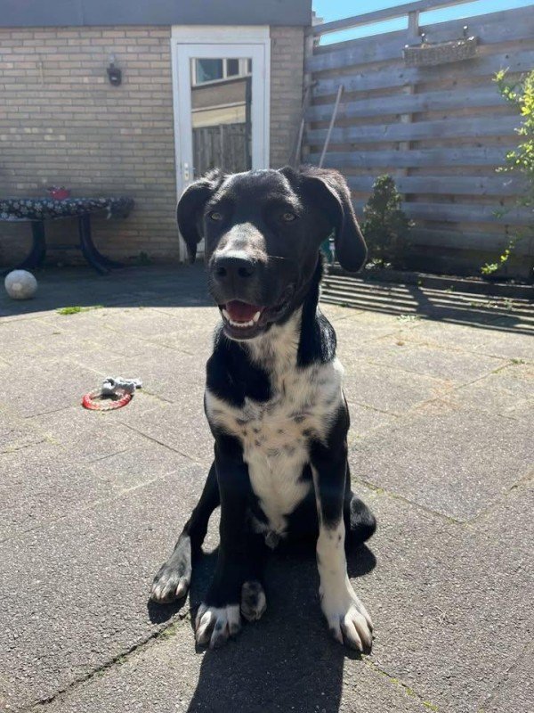 Mowgli