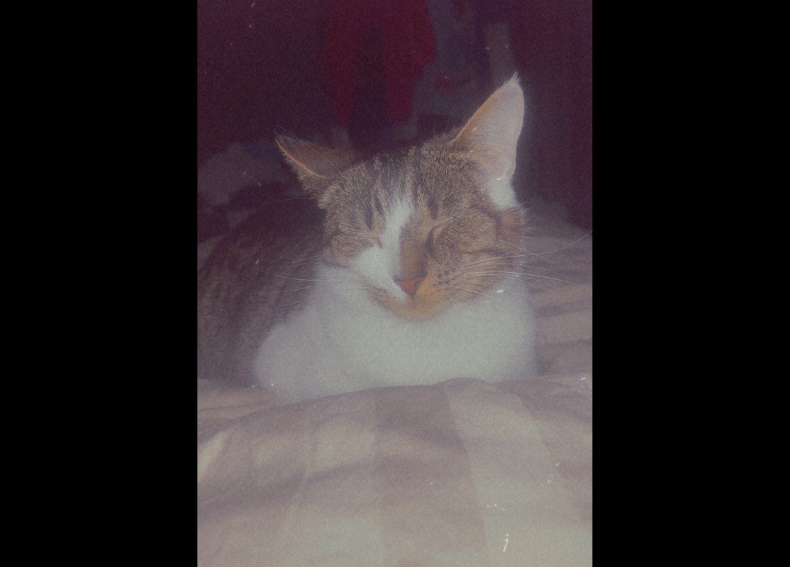 Bella