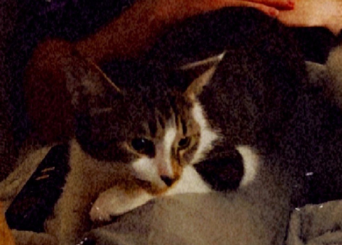 Bella
