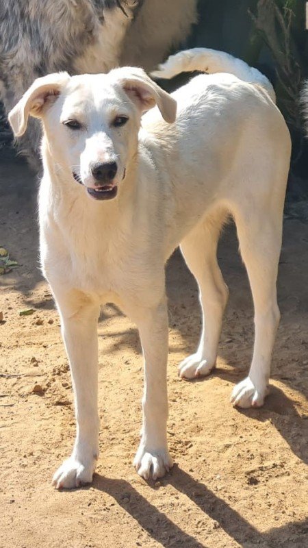 Luci