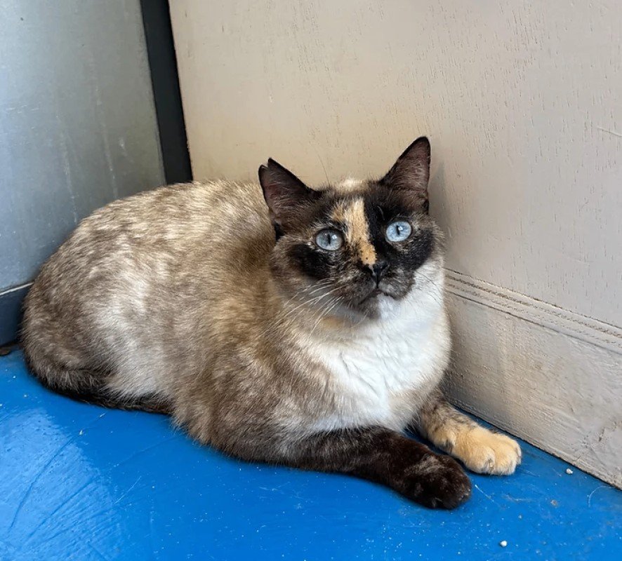 Maya