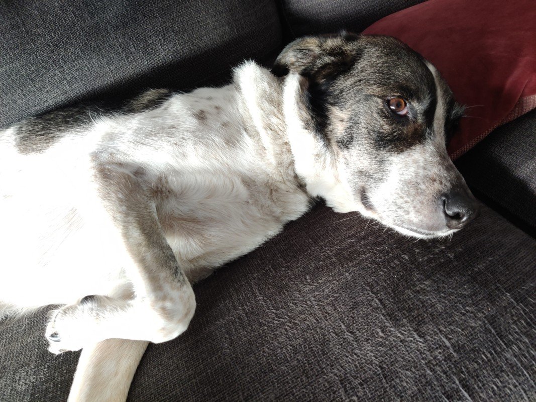 *SPOED* Lola