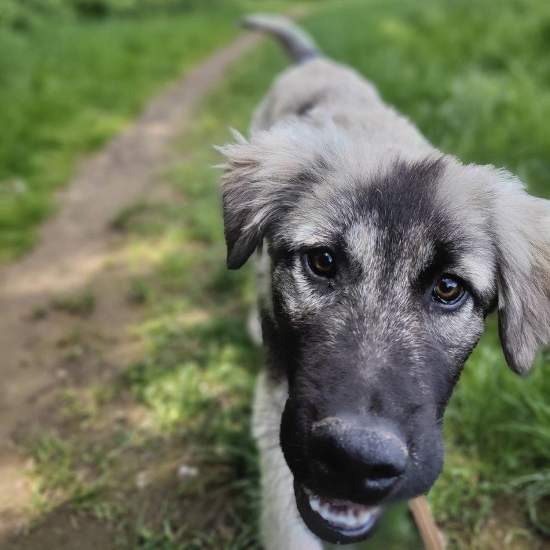 Otto