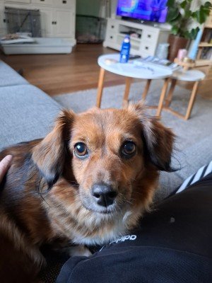 Noortje