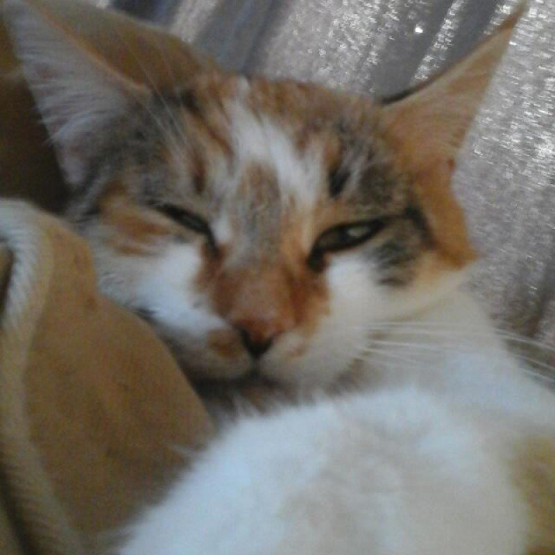 Elza