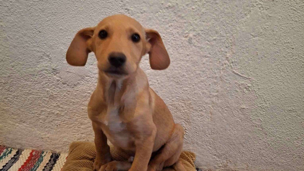 Floppy
