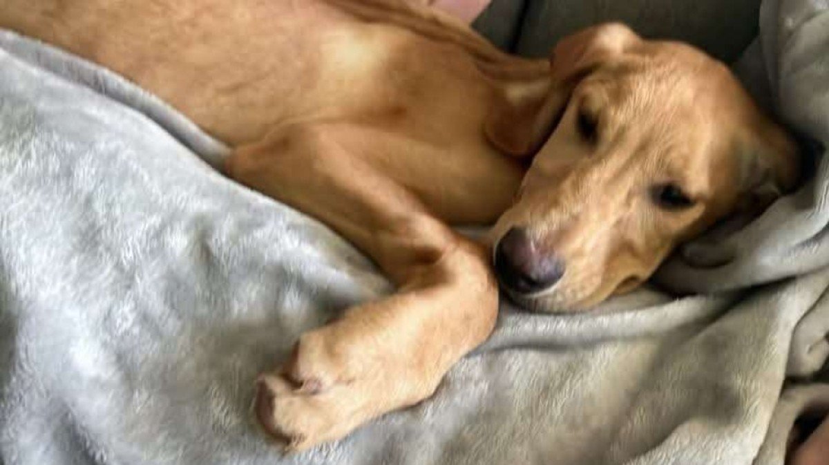 Floppy