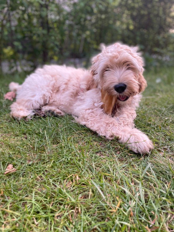 Bailey