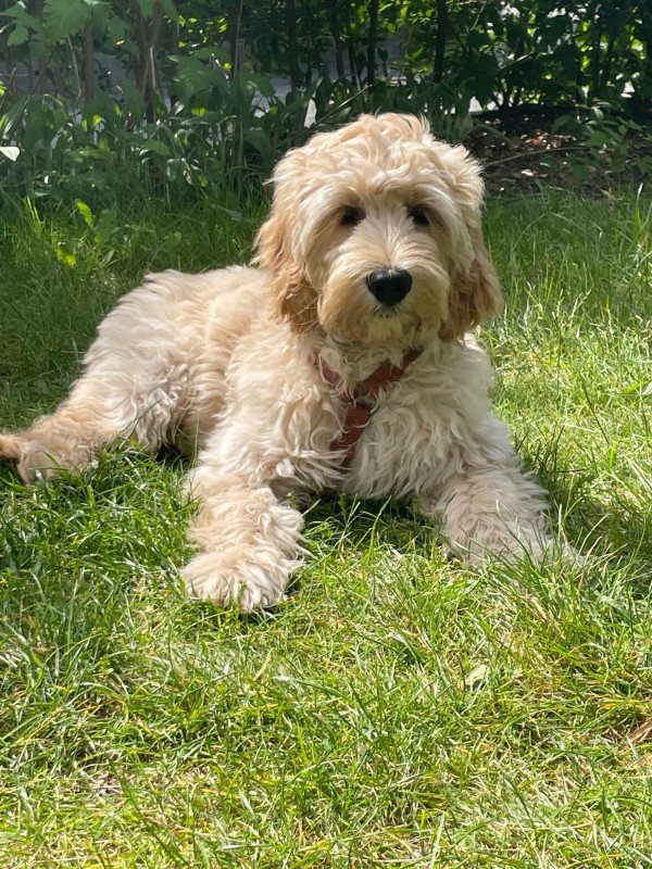 Bailey