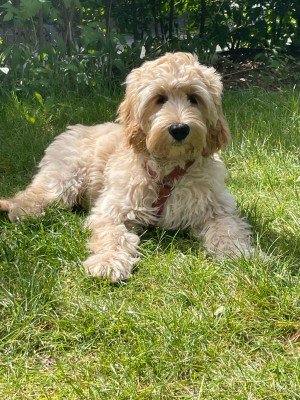 Bailey