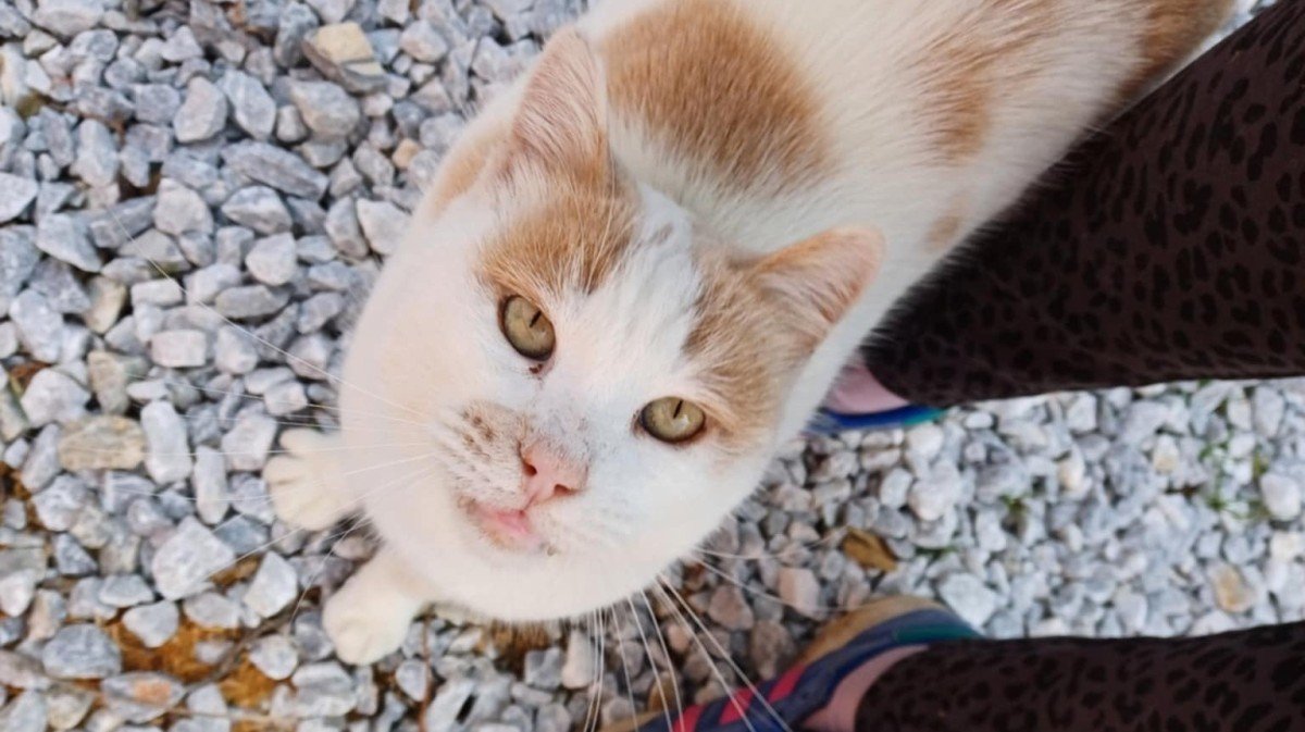 Cornelius