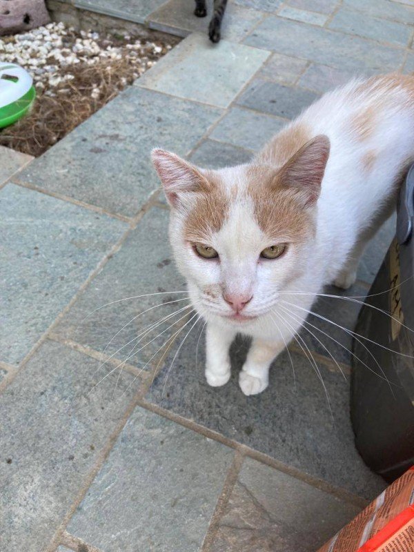 Cornelius