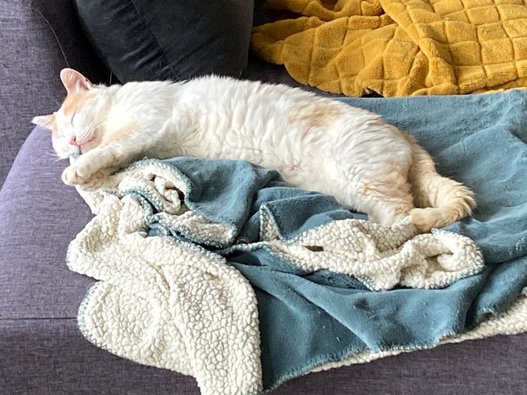 Cornelius