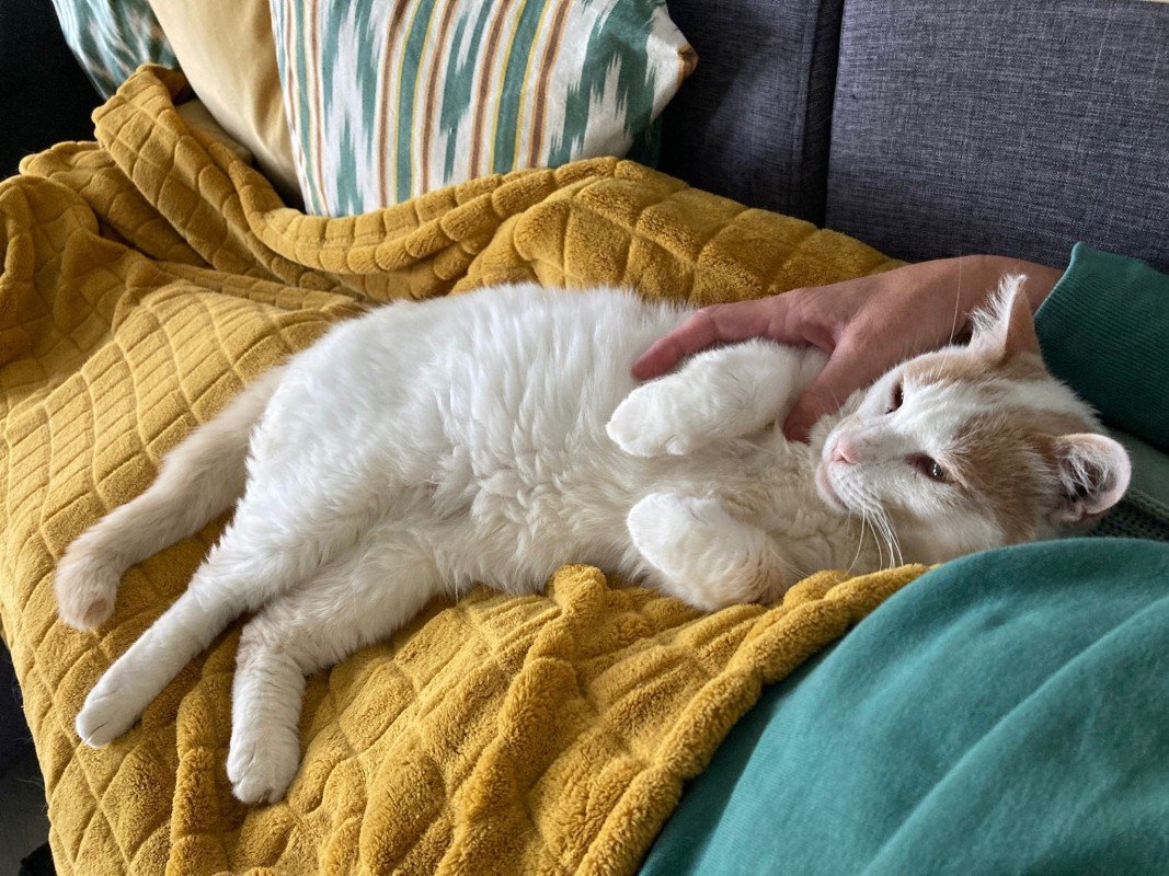 Cornelius