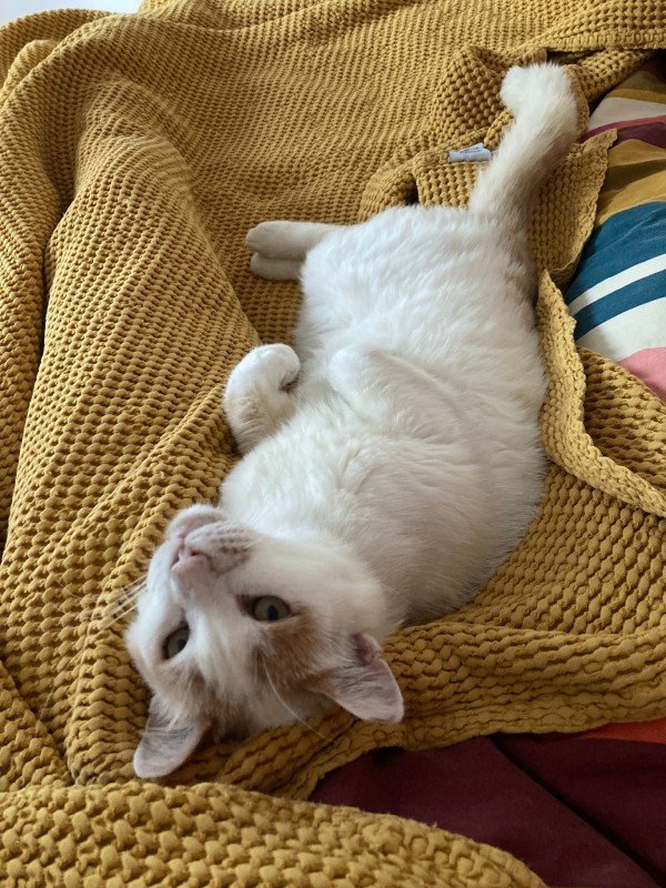 Cornelius