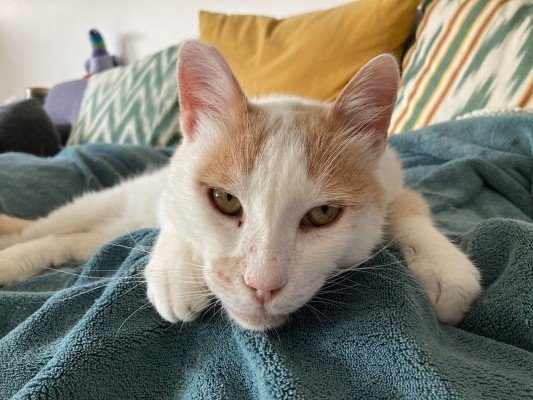 Cornelius