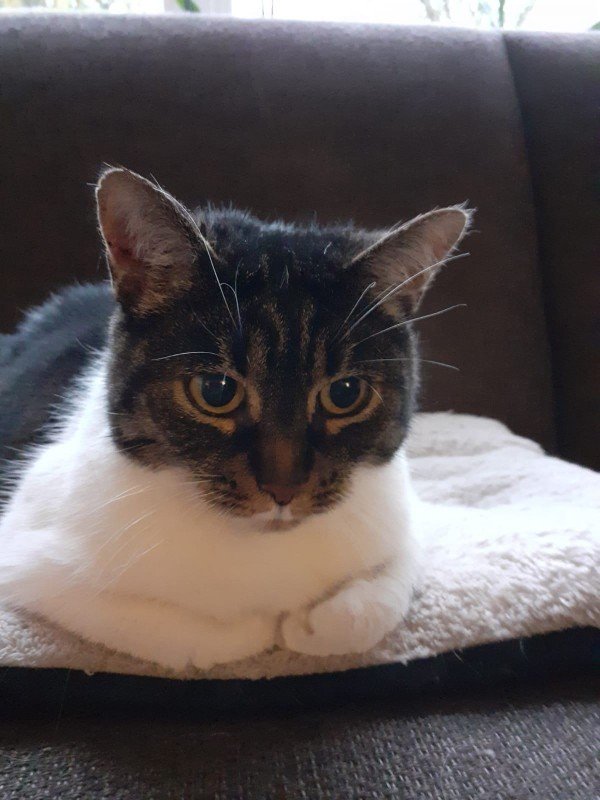 Mimie