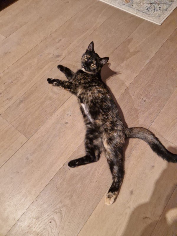 Nellie