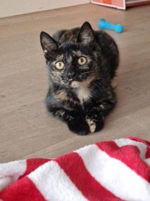 Nellie