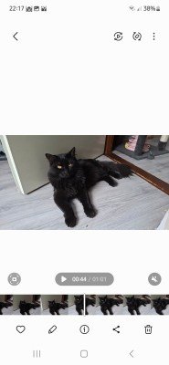 Zeus