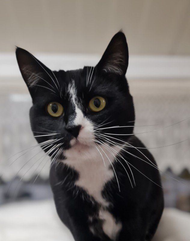 Ella