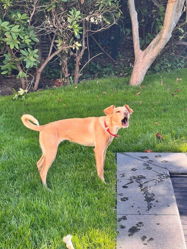 Darcy