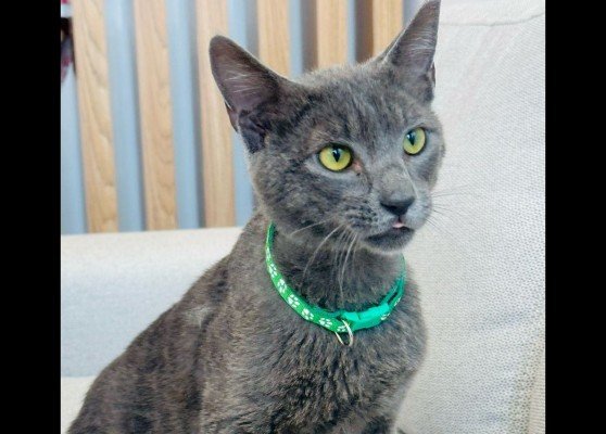 Merlin