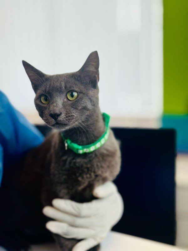 Merlin