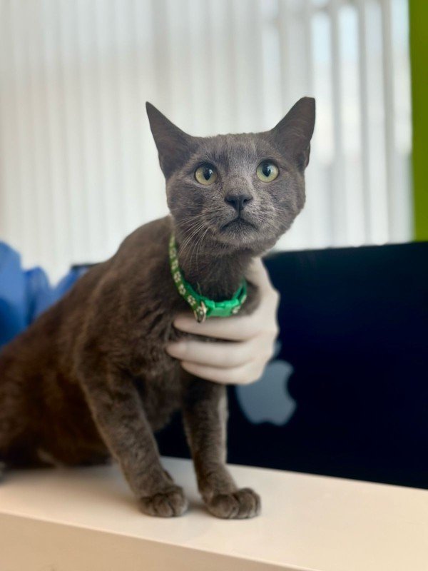 Merlin