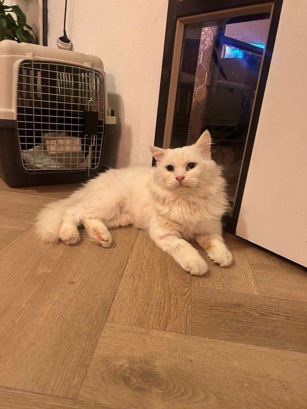Mr Snow