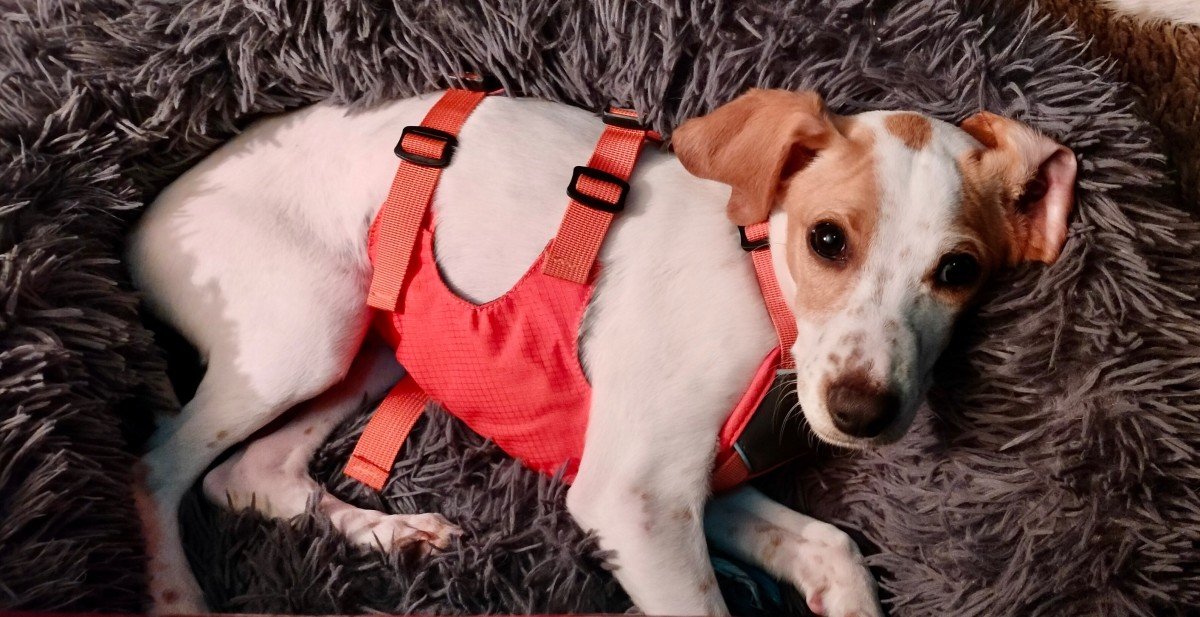 Frankie