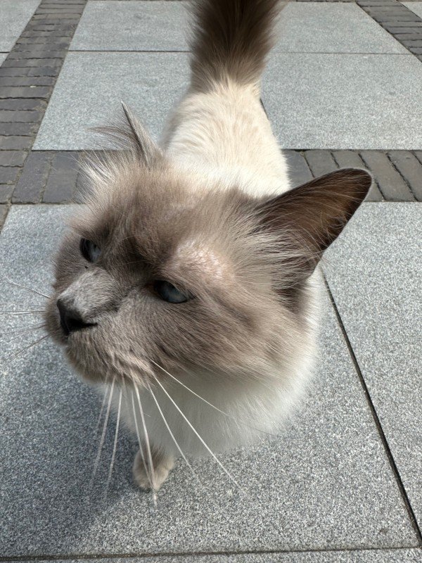 Boris