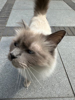 Boris