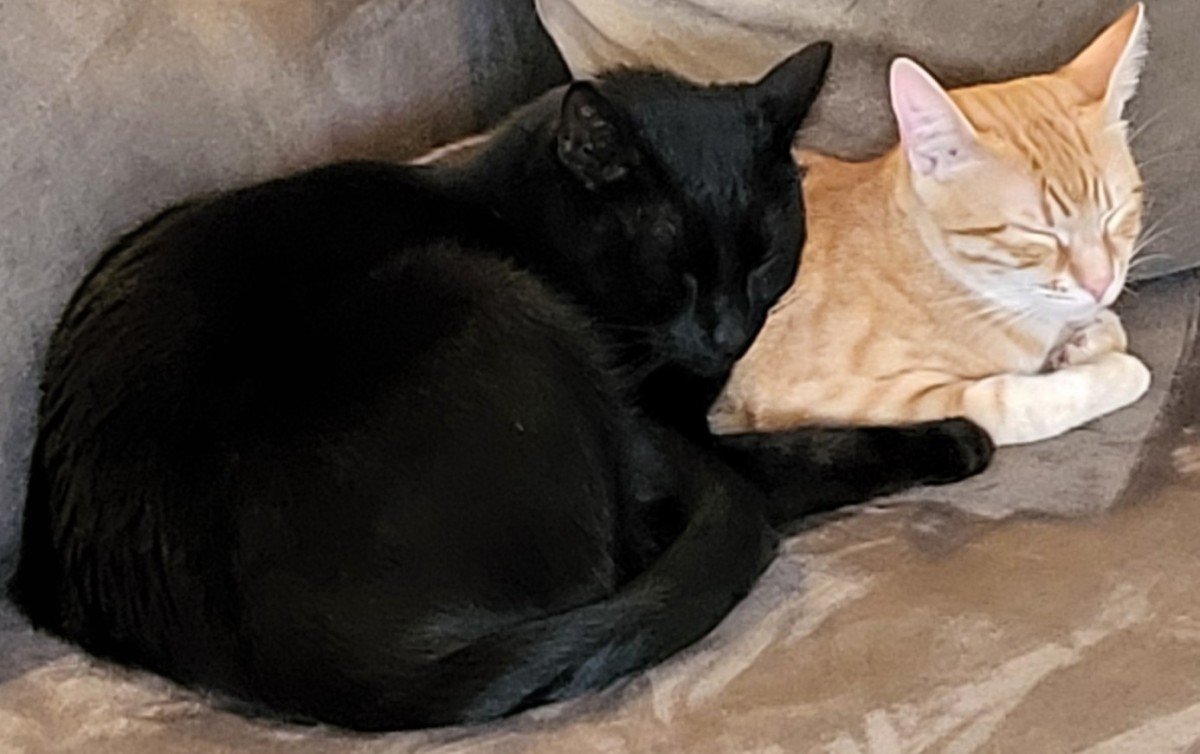 Milo