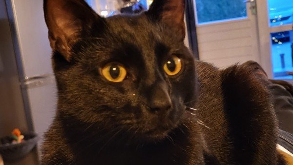 Milo