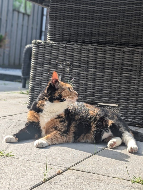 Saartje