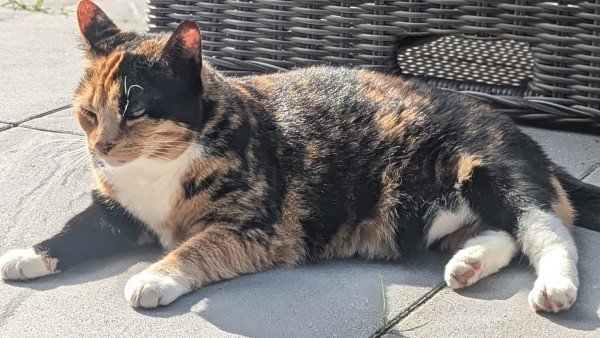 Saartje