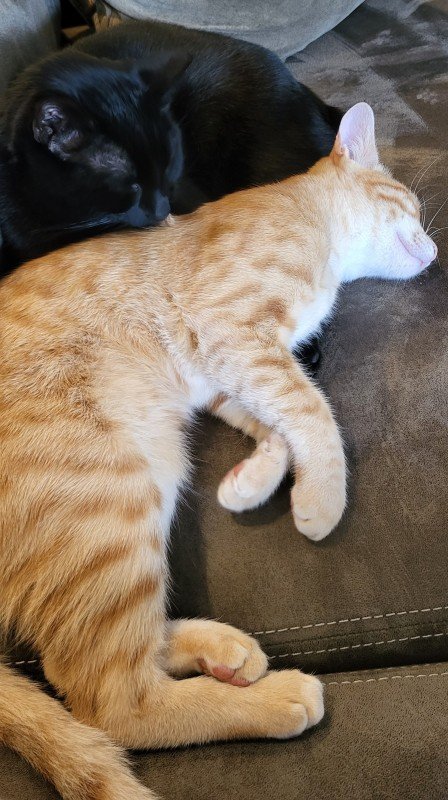 Miso