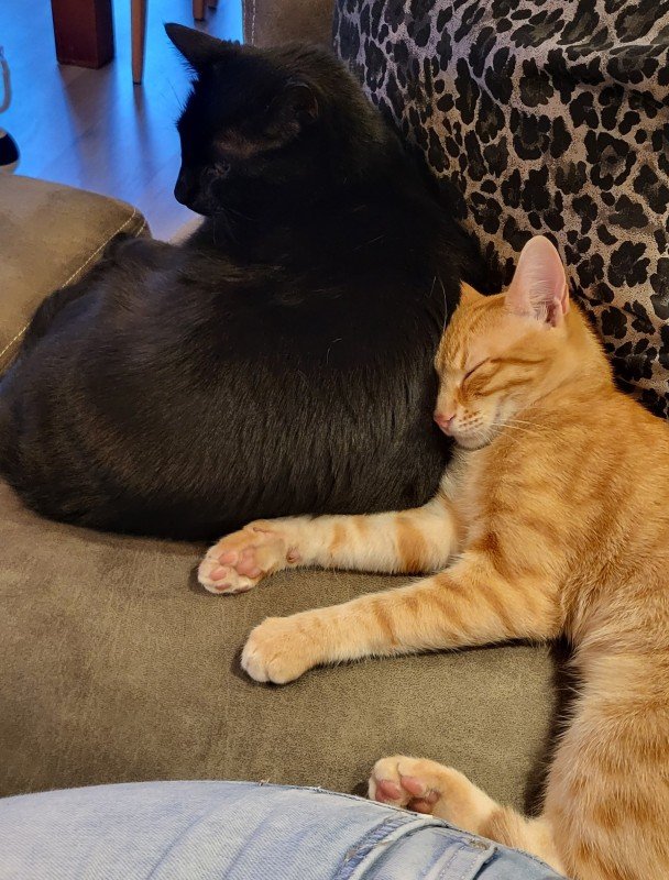 Miso
