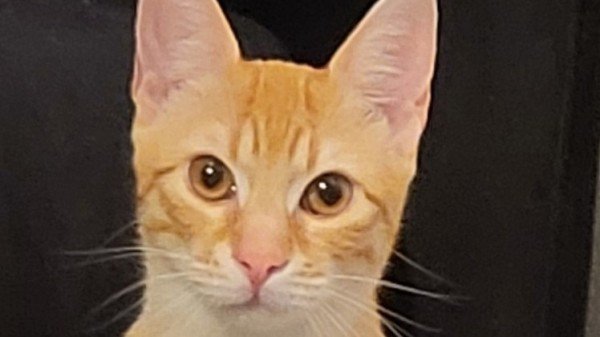 Miso