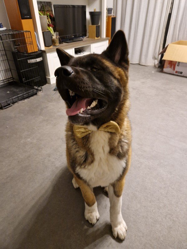 Benji