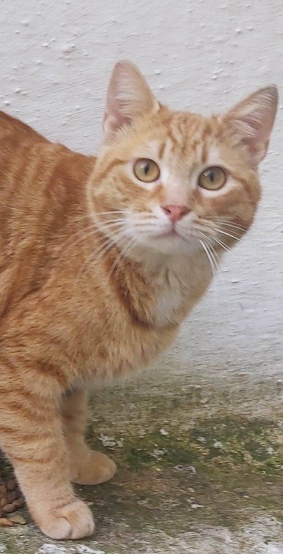 Ginger
