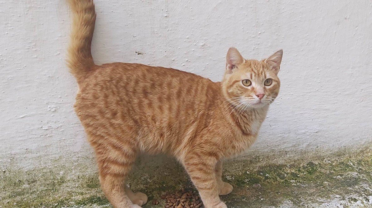 Ginger
