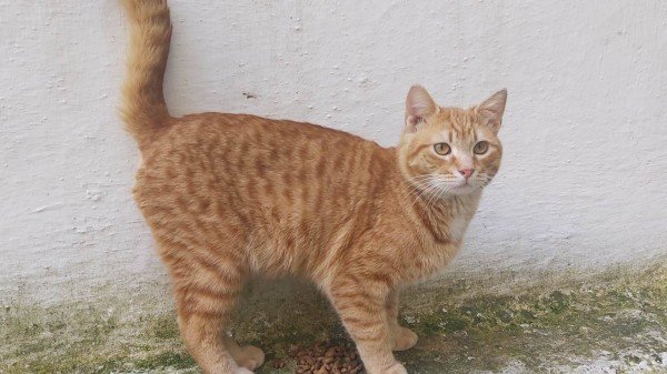 Ginger