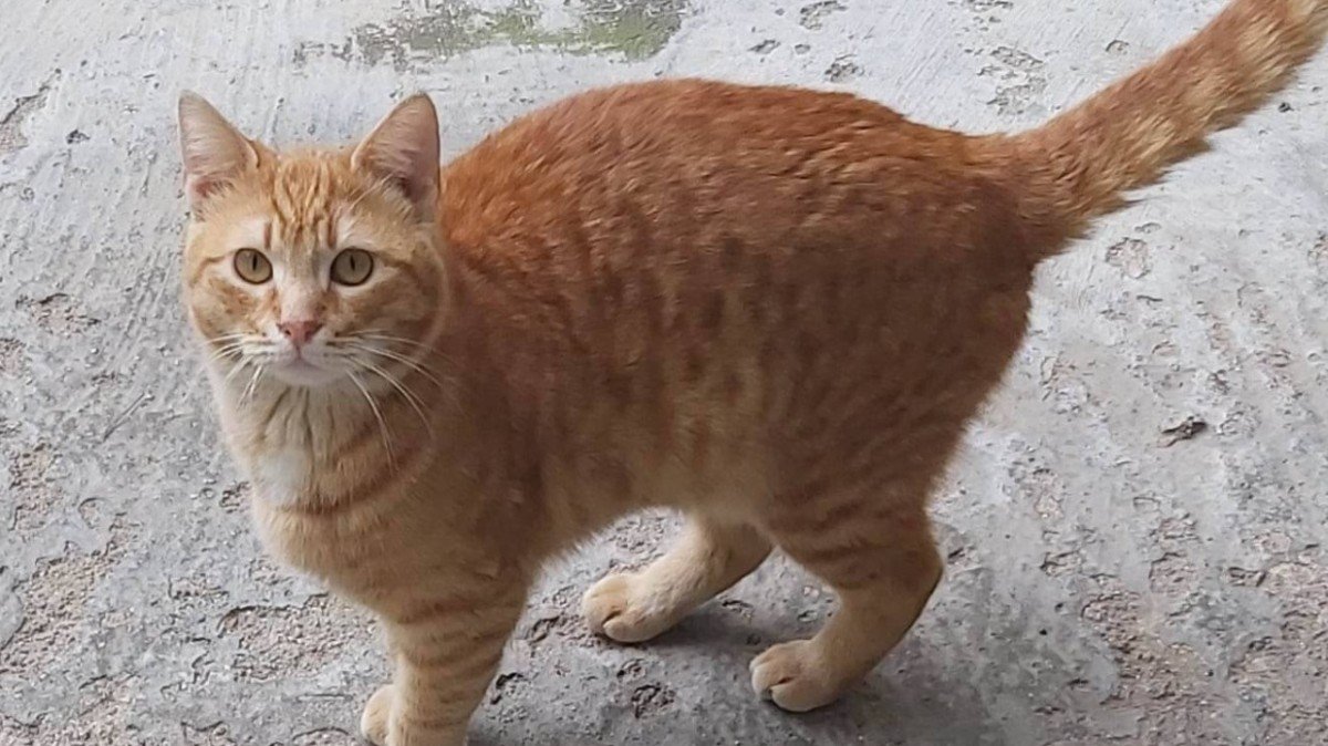 Ginger