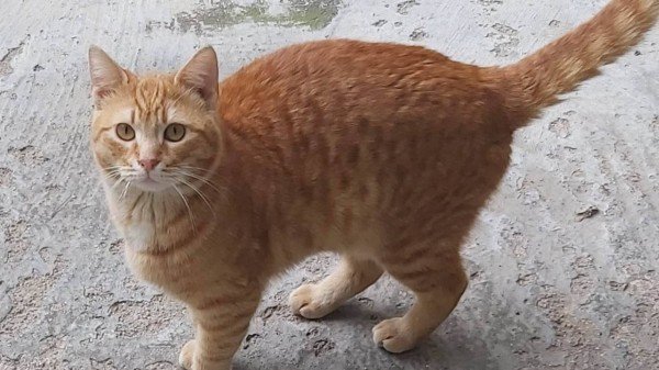 Ginger