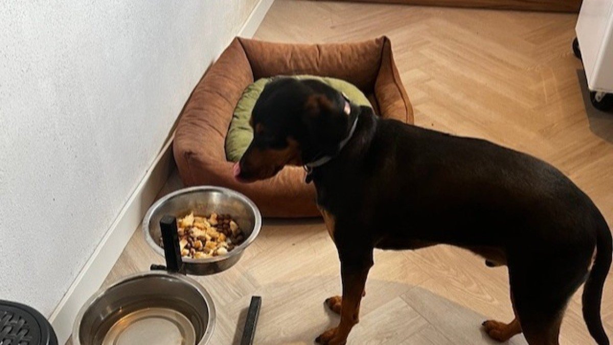 Rudi
